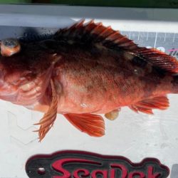 真鯛は居るけど渋かったです