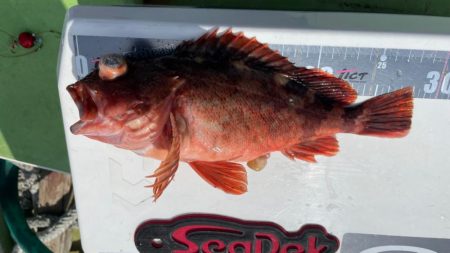 真鯛は居るけど渋かったです