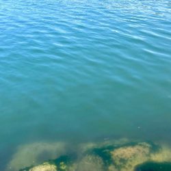 昼間の様子は？