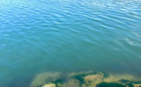 昼間の様子は？