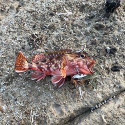 竹野にてフラットフィッシュ