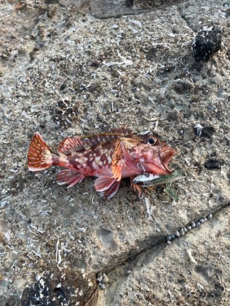 竹野にてフラットフィッシュ