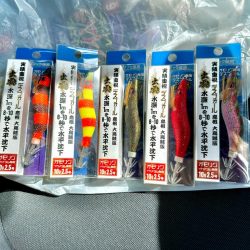 白イカ釣行