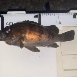 メバリングは楽しい