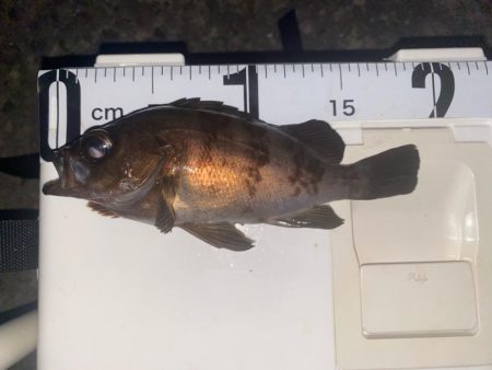 メバリングは楽しい