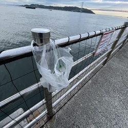 清掃活動：久しぶりのアジ