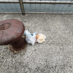 清掃活動：イワシの日