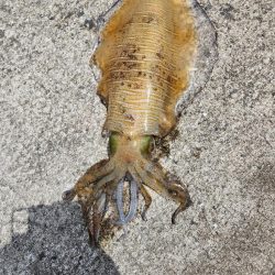 春イカを求めて