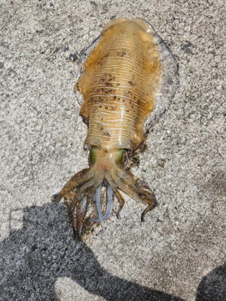 春イカを求めて