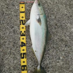 青物狙い🎣