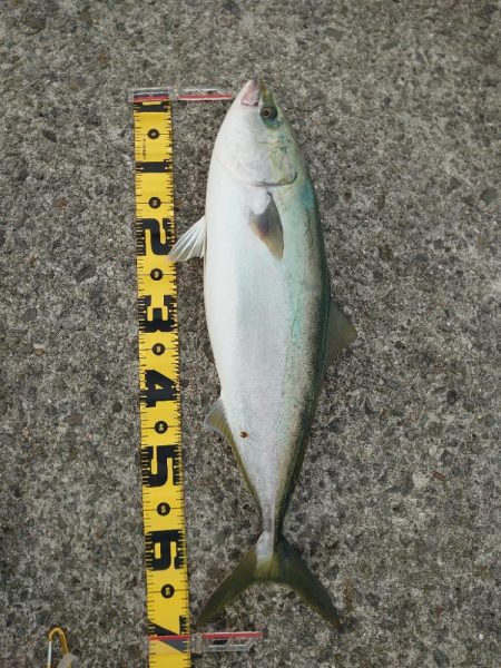 青物狙い🎣