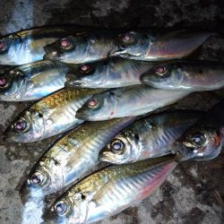 今夜もダメ元でアジング