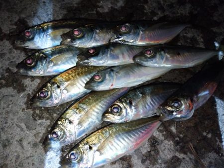 今夜もダメ元でアジング