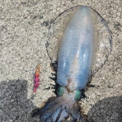 春イカを求めて