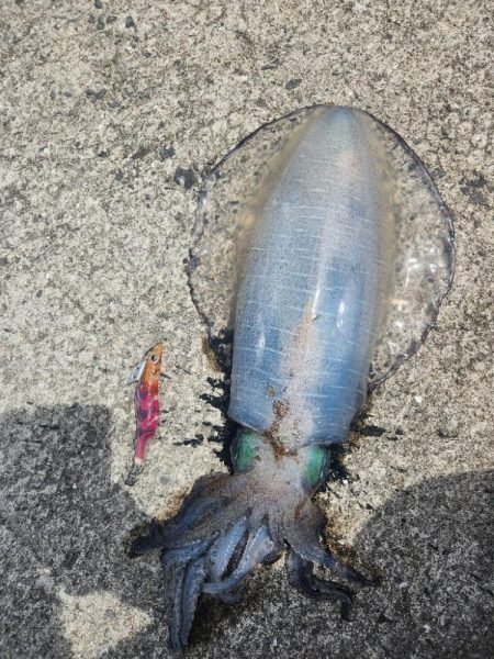 春イカを求めて