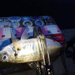 今夜は巻き巻き