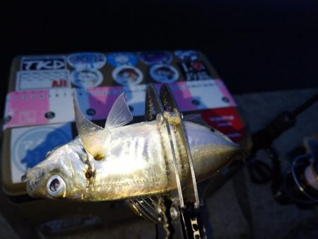 今夜は巻き巻き