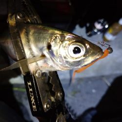 今夜もダメ元でアジング