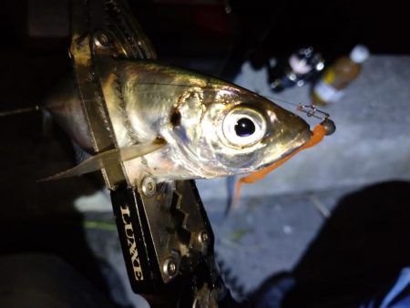 今夜もダメ元でアジング