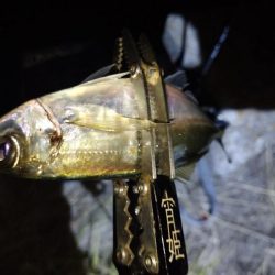 やっぱり今夜もアジング