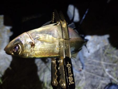 やっぱり今夜もアジング