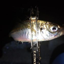 雨でもアジング