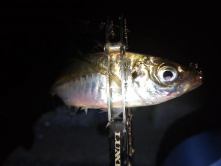 雨でもアジング