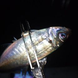 雨でもアジング