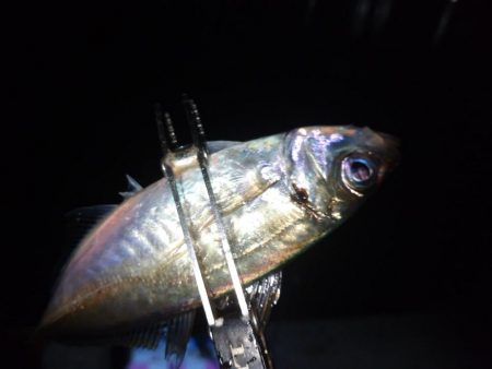 雨でもアジング