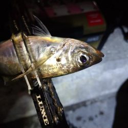 今夜もダメ元でアジング