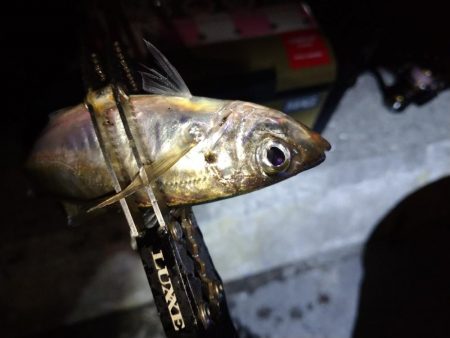 今夜もダメ元でアジング