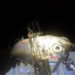 今夜は巻き巻き