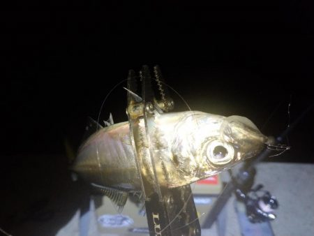 今夜は巻き巻き