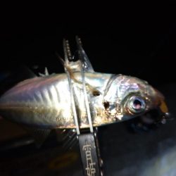 今夜もダメ元でアジング