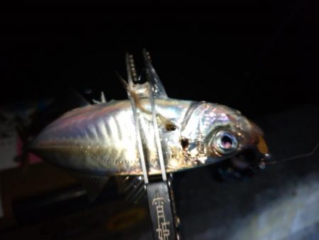 今夜もダメ元でアジング