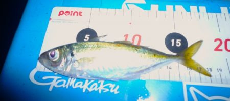 2024、5/16~17日の深夜から翌朝までのサビキ釣り