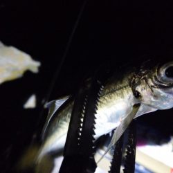 やっぱり今夜もアジング