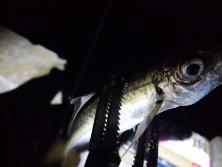 やっぱり今夜もアジング