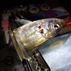 今夜もダメ元でアジング