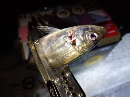 今夜もダメ元でアジング