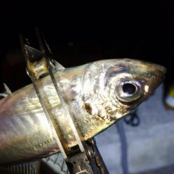 今夜もダメ元でアジング