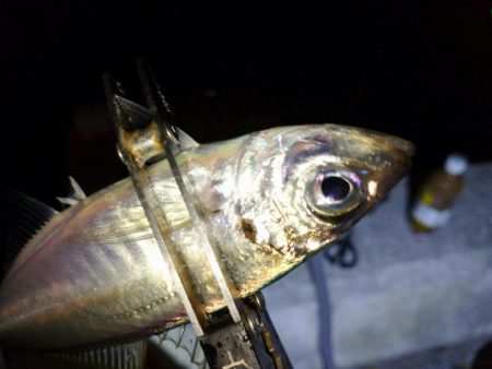 今夜もダメ元でアジング