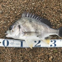 シャローでキビレ連発