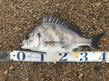 シャローでキビレ連発