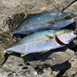 今年になっての青物初釣果