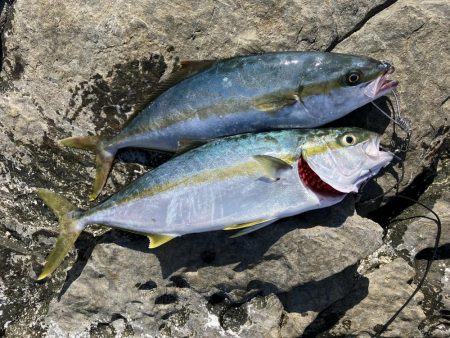 今年になっての青物初釣果