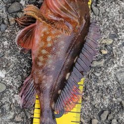 本命不調時は癒しのカサゴちゃん