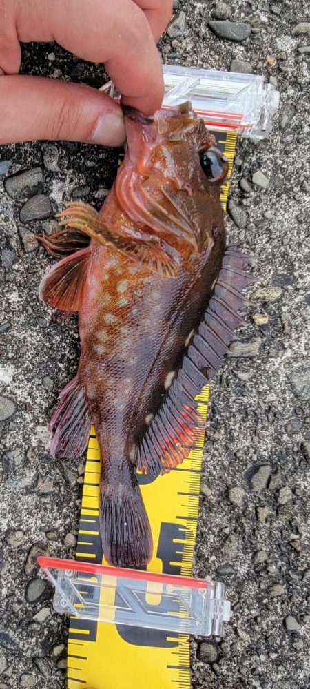 本命不調時は癒しのカサゴちゃん