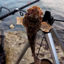 業務スーパーのアサリ