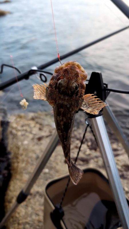 業務スーパーのアサリ